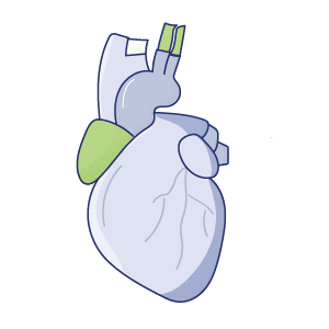 Heart