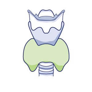 Thyroid