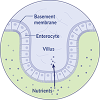 Cell membrane