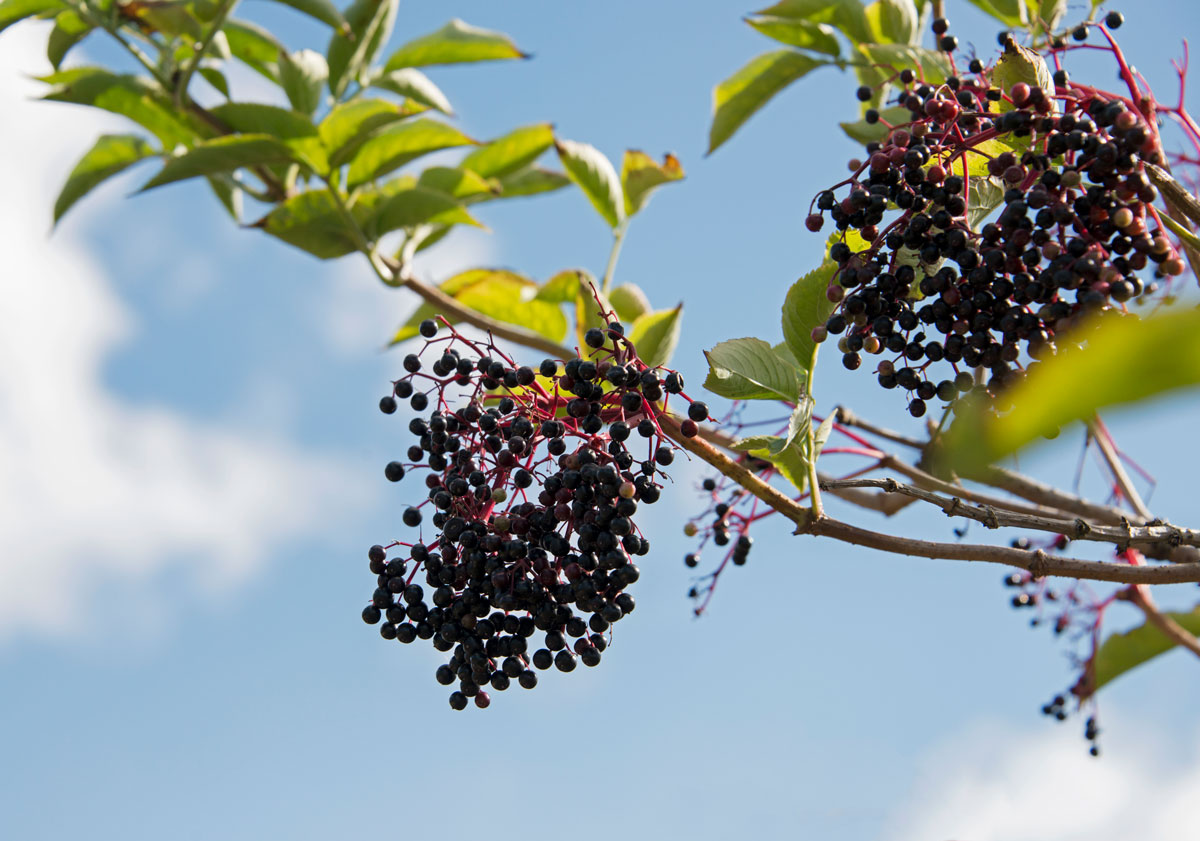 Elderberry