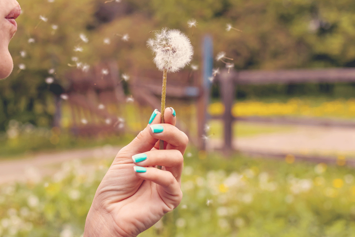 Person blowing dandelion